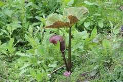 Arisaema utile